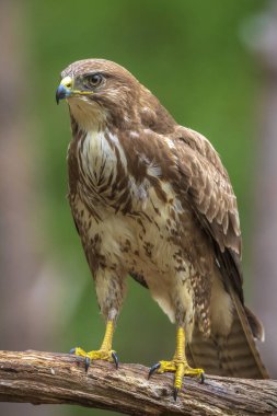 Sıradan bir akbaba, Buteo Buteo, ormandaki bir ağaca tünemiş yırtıcı kuş.