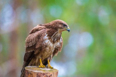 Sıradan bir akbaba, Buteo Buteo, ormandaki bir ağaca tünemiş yırtıcı kuş.
