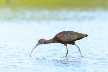 Closeup of a Glossy ibis, Plegadis falcinellus, wader bird in breeding plumage foraging in water clipart