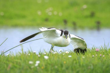 Pied Avocet 'in yakın çekimi, Recurvirostra avosetta, bir alanda çiftleşme