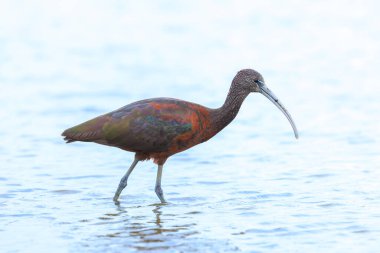 Glossy Ibis, Plegadis Falcinellus 'a yakın, suda tüy arayan balıkçı kuşu.