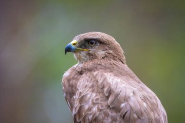 Sıradan bir akbaba, Buteo Buteo, ormandaki bir ağaca tünemiş yırtıcı kuş.