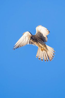 Bir çayırın üzerinde avlanan dişi bir Kestrel falco tinnunculus 'un yakın plan portresi.