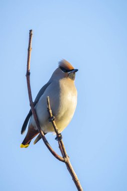 Bohemya balmumu, Bombycilla garrulus, göçmen kuş Hollanda 'da pek çok kuş gözlemcisini çeken nadir bir ziyaretçidir..