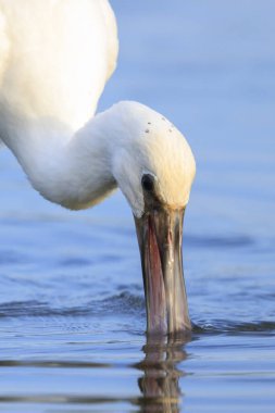 Yaygın bir kaşık faturası olan Platalea lökosorodi 'nin kapanışı.