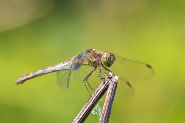 Sıradan bir Darter, Sympetrum striolatum, kanatları açık bir erkek kanatlarını kurutuyor, sıcak güneş ışığında.