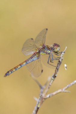 Sıradan bir Darter, Sympetrum striolatum, kanatları açık bir erkek kanatlarını kurutuyor, sıcak güneş ışığında..