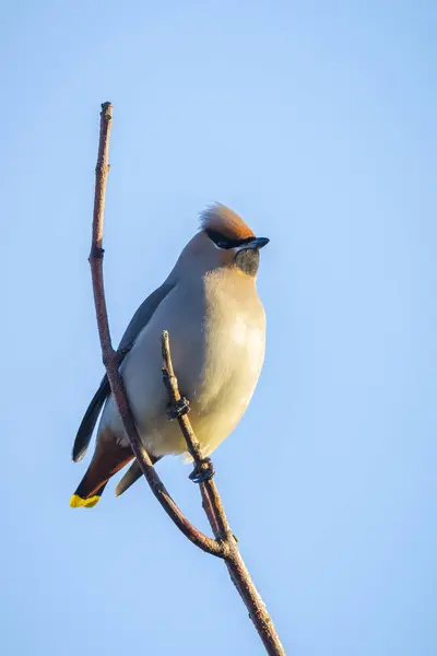 Stock image The Bohemian waxwing, Bombycilla garrulus, migratory bird is a rare visitor in the Netherlands that attracts a lot of bird spotters.