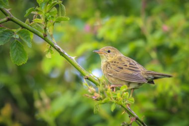 Common Grasshopper warbler bird Locustella naevia mating on a tree branch during springtime in a forest. clipart