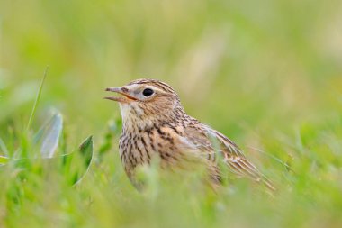 Avrasya tarla kuşu, Alauda arvensis, parlak güneş ışığında yürüyen bir çayırda.