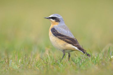 Kuzeyli bir erkek kuş olan Oenanthe Oenanthe Oenanthe 'ye yakın plan.