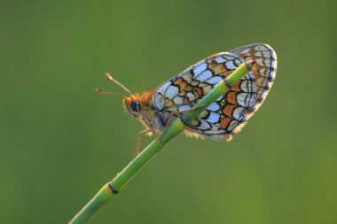 Heath fritillary butterfly, melitaea athalia, pollinating in a flower field clipart