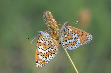 Close-up of glanville fritillary, melitaea cinxia, butterfly mating in a meadow clipart