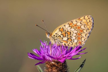 Knapweed fritiller, Melitaea phoebe, kelebek dinleniyor ve güneş ışığında tozlaşıyor..