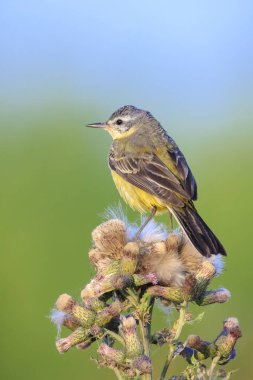 Closeup of a western yellow wagtail bird Motacilla flava singing in vegetation on a sunny day during summer season. clipart