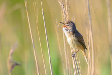 Büyük bir sazlık bülbülü, akrocephalus arundinaceus 'un yakınında, bahar sabahının erken saatlerinde sazlıklarda öten kuş.