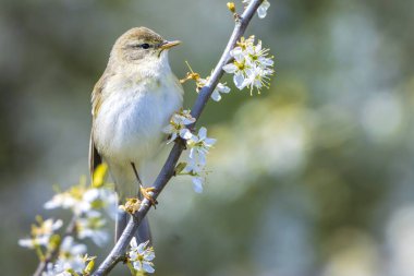 Söğüt bülbülü Phylloscopus trochilus 'un yakın çekimi, güzel bir yaz akşamında, arka planda parlak bir ışık ile şarkı söylüyor..