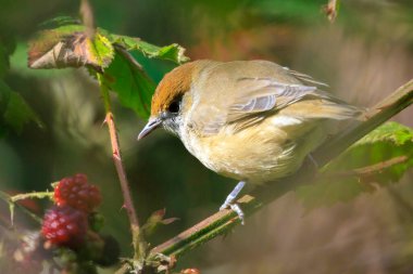 Closeup of a Eurasian blackcap female bird, Sylvia atricapilla, perching on a branch, foraging in a green forest. clipart