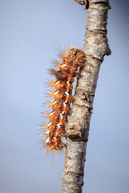 Bir tırtıla ya da akronikta rumicis larvasına yakın olmak, doğada yaprakları besleyen çimen güvesi..
