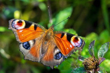 Aglais io, Çayırda dinlenen Tavuskuşu Kelebeği. Üst görünüm, kanatlar açık