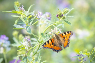 Küçük kaplumbağa kabuğu Aglais urticae kelebeğine yakın çekim. Doğa tarafından izole edilmiş mor çiçekler.