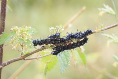 Aglais io, Tavuskuşu Kelebeği Tırtıl bitki örtüsü