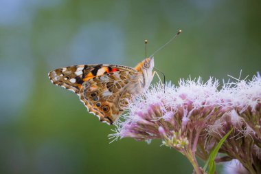 Boyalı Bayan Kelebek, Vanessa Cardui, nektarı yakından besleyin..