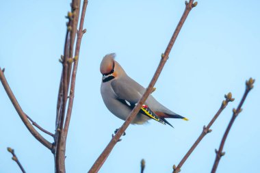 Bohemya balmumu, Bombycilla garrulus, göçmen kuş Hollanda 'da pek çok kuş gözlemcisini çeken nadir bir ziyaretçidir..