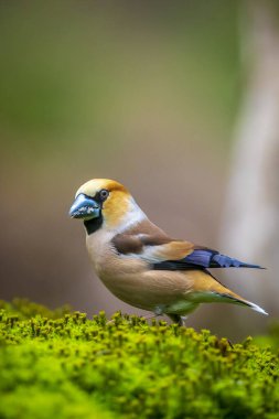 Erkek bir ispinozun yaklaşması Coccothraustes coccothraustes bir ormana tünemiş bir kuş. Seçici odak ve doğal güneş ışığı