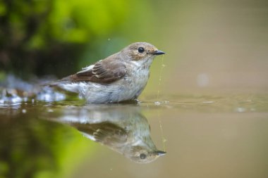 Avrupa 'da bir sinekkapan kuşu olan Ficedula hypoleuca' nın, bir dala tüneyerek baharda üreme mevsiminde yeşil bir ormanda şarkı söylemesi.
