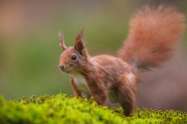 Avrasya kızıl sincabı, Sciurus vulgaris, ormanda yiyecek arıyor.