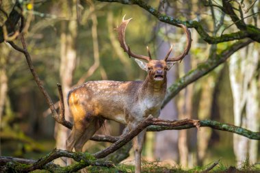 Çiftleşme mevsiminde büyük boynuzları olan Fallow deer Dama Dama erkek geyiği. Sonbahar güneşi ve doğa renkleri arka planda açıkça görülebilir..