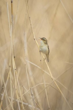 Sedge Warbler kuşuna yakın olan Acrocephalus schoenobaenus üreme mevsiminde bir dişiyi cezbetmek için şarkı söyler.
