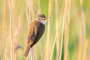Büyük bir sazlık bülbülü, akrocephalus arundinaceus 'un yakınında, bahar sabahının erken saatlerinde sazlıklarda öten kuş.