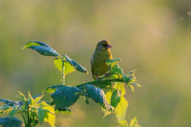 Baharda renkli ispinoz kuşu Chloris Chloris şarkı söylüyor