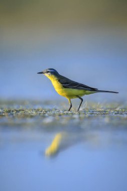Bahar mevsiminde güneşli bir günde, erkek bir batı sarı kuyruklu Motacilla flava 'nın kapanışı..