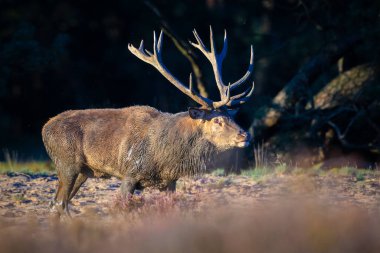 Kızıl geyik erkek, servus elaphus, çiftleşme mevsiminde mor fundaların açtığı ormanın yakınındaki bir tarlada çiftleşiyor..