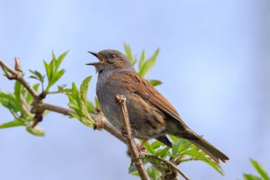 Close-up of a Dunnock, Prunella modularis, bird in a tree display and singing a early morning song during Springtime to attract a female. clipart