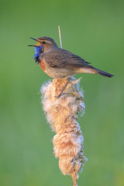 A blue-throat male bird Luscinia svecica cyanecula singing to attract a female during breeding season in Springtime clipart