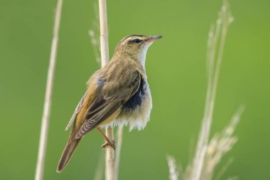 Sedge Warbler kuşuna yakın olan Acrocephalus schoenobaenus üreme mevsiminde bir dişiyi cezbetmek için şarkı söyler.