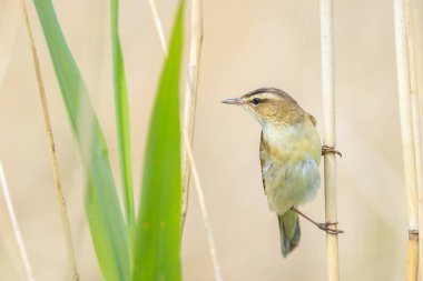 Sedge Warbler kuşuna yakın olan Acrocephalus schoenobaenus üreme mevsiminde bir dişiyi cezbetmek için şarkı söyler.