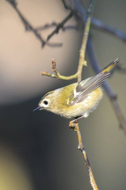 Goldcrest kuşunun yakından, Regulus regulus, ağaçların dallarını ve çalıları eşeliyor.