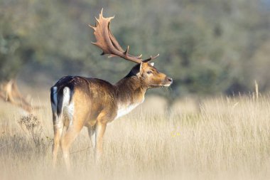 Fallow geyiği, Dama Dama geyiği tarlada yürüyor. Doğa renkleri arka planda açıkça görülebilir, seçici odak kullanılır.