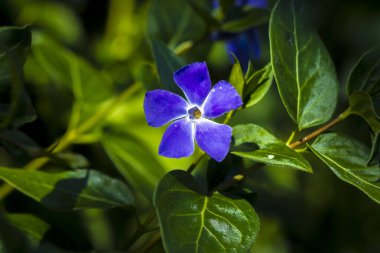 Büyük Vinca 'nın menekşe mor çiçeğini kapat, ayrıca büyük yaprak menekşe, büyük menekşe, daha büyük menekşe ve mavi menekşe.,