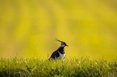 Kuzey kanadı, Vanellus Vanellus, parlak güneş ışığı altında bir çayırda yiyecek arıyor..