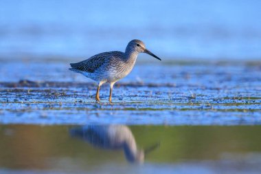 Ortak redshank tringa totanus güneşli bir da suda yem kuş wading