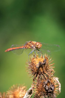 View of a common Darter, Sympetrum striolatum, male dragonfly with wings spread he is drying his wings in the early, warm sun light clipart