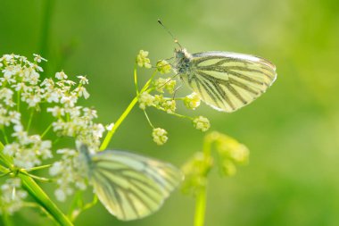 Green-veined white butterfly, Pieris napi, resting in a meadow foraging on white flowers clipart