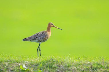 Siyah kuyruklu bir Godwit, Limosa Limosa, öğleden sonra güneşi önündeyken tarlada avazı çıktığı kadar bağıran dalgıç kuşu. Avrupa nüfusunun çoğu Hollanda 'da ürer..