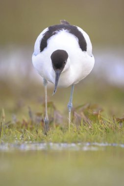 Close-up of a Pied Avocet, Recurvirostra avosetta, foraging in blue water clipart